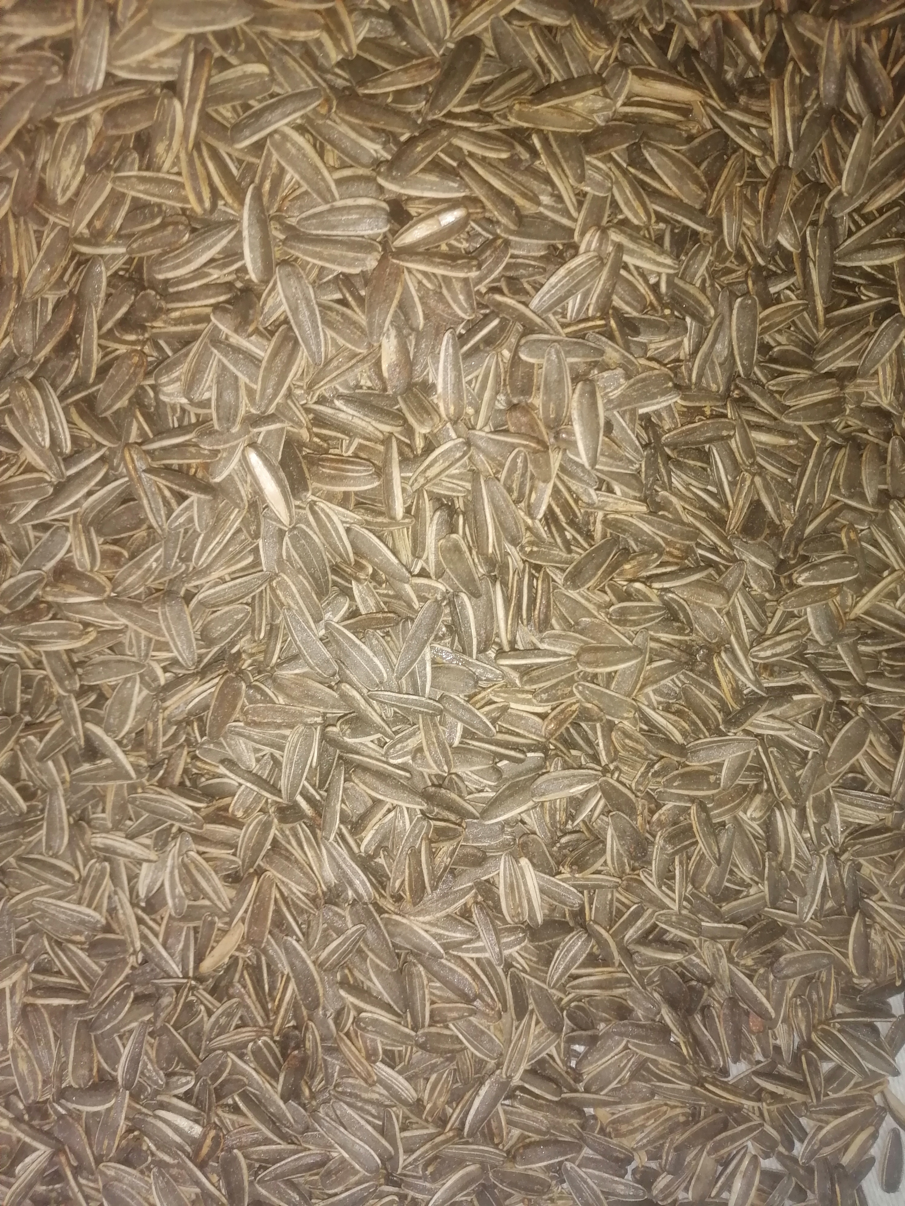 تخمه نمکی